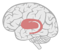 Basal Ganglia: