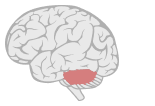 Cerebellum