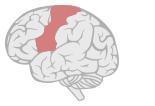 Motor cortex