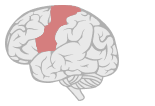 Motor cortex