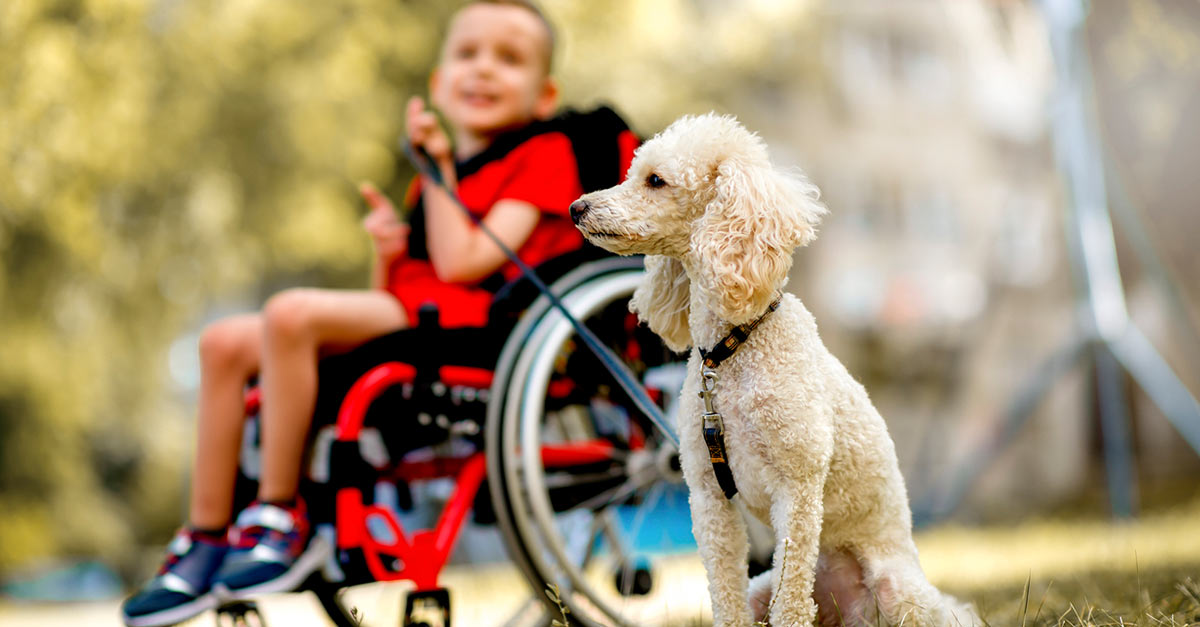 A boy in a wheelchair at a park holding a poodle on a leash.